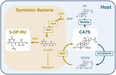 Regulation of MAIT cells through host-derived antigens